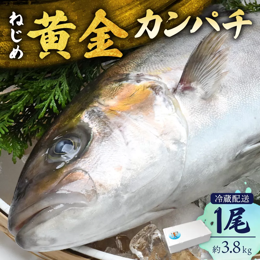 [ねじめ黄金カンパチ]1尾 約3.8kg (3.6〜4.0kg)