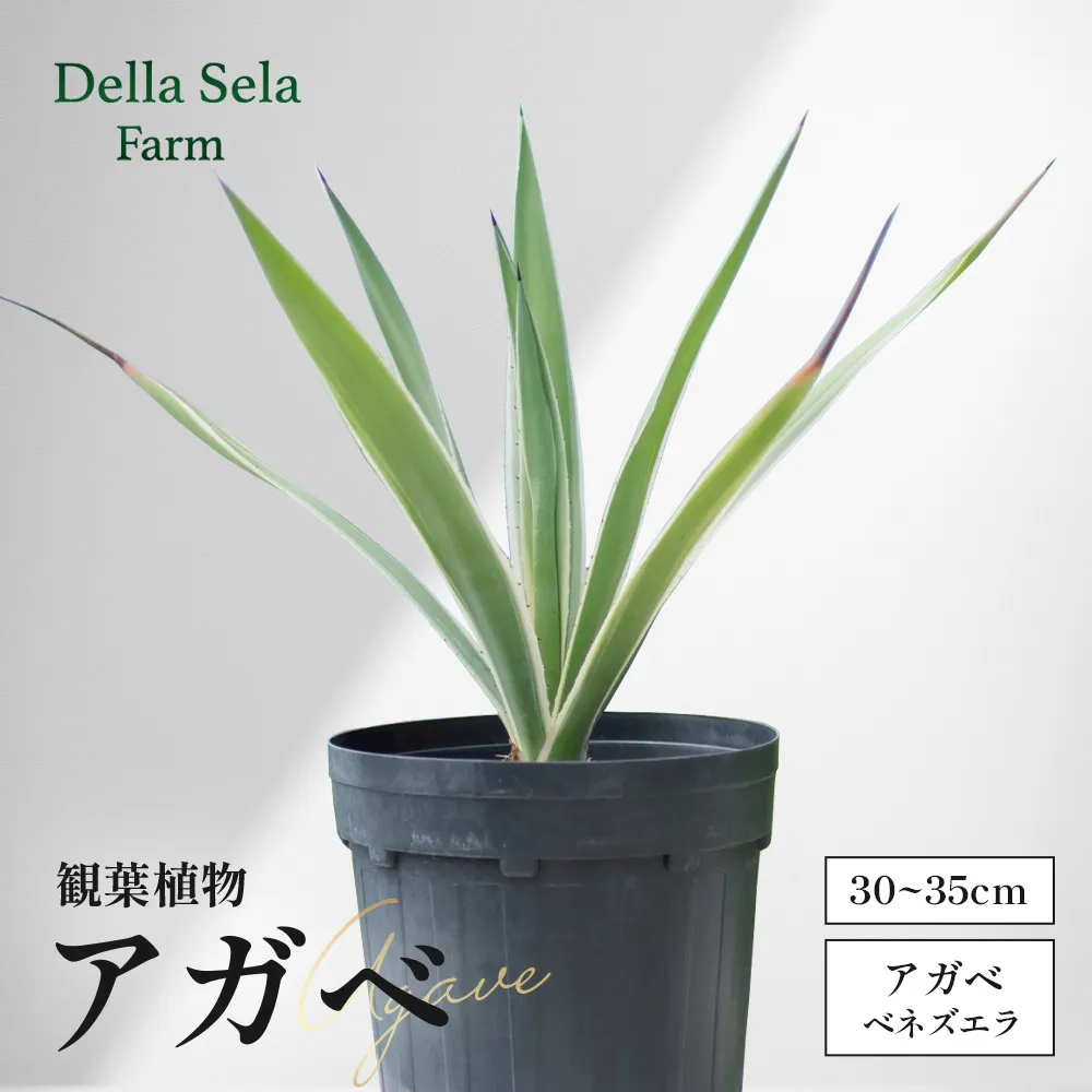 アガベ 約30cm〜35cm/白閃光(ハクセンコウ) DS-3｜多肉植物 観葉植物 ガーデニング インテリア モダン 北欧風 国産 育てやすい 送料無料 鹿児島県 南大隅町 株式会社デラセーラ