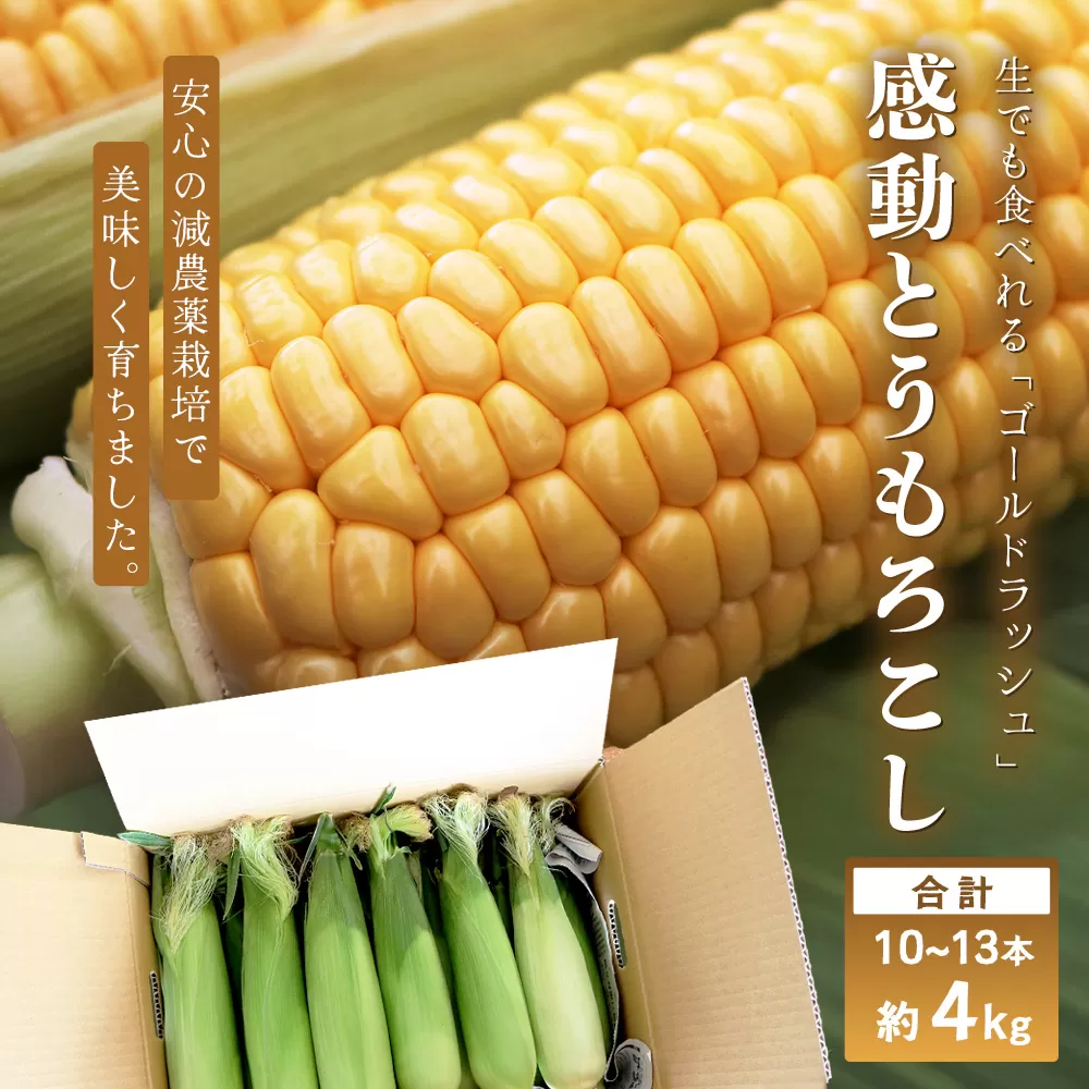 【数量限定】 【先行予約・2026年5月～】感動とうもろこし ( 約4kg / 10～13本 ) FR-521 ｜野菜 やさい とうもろこし ゴールドラッシュ トウモロコシ 新鮮 産地直送 先行予約 数量限定 4kg 