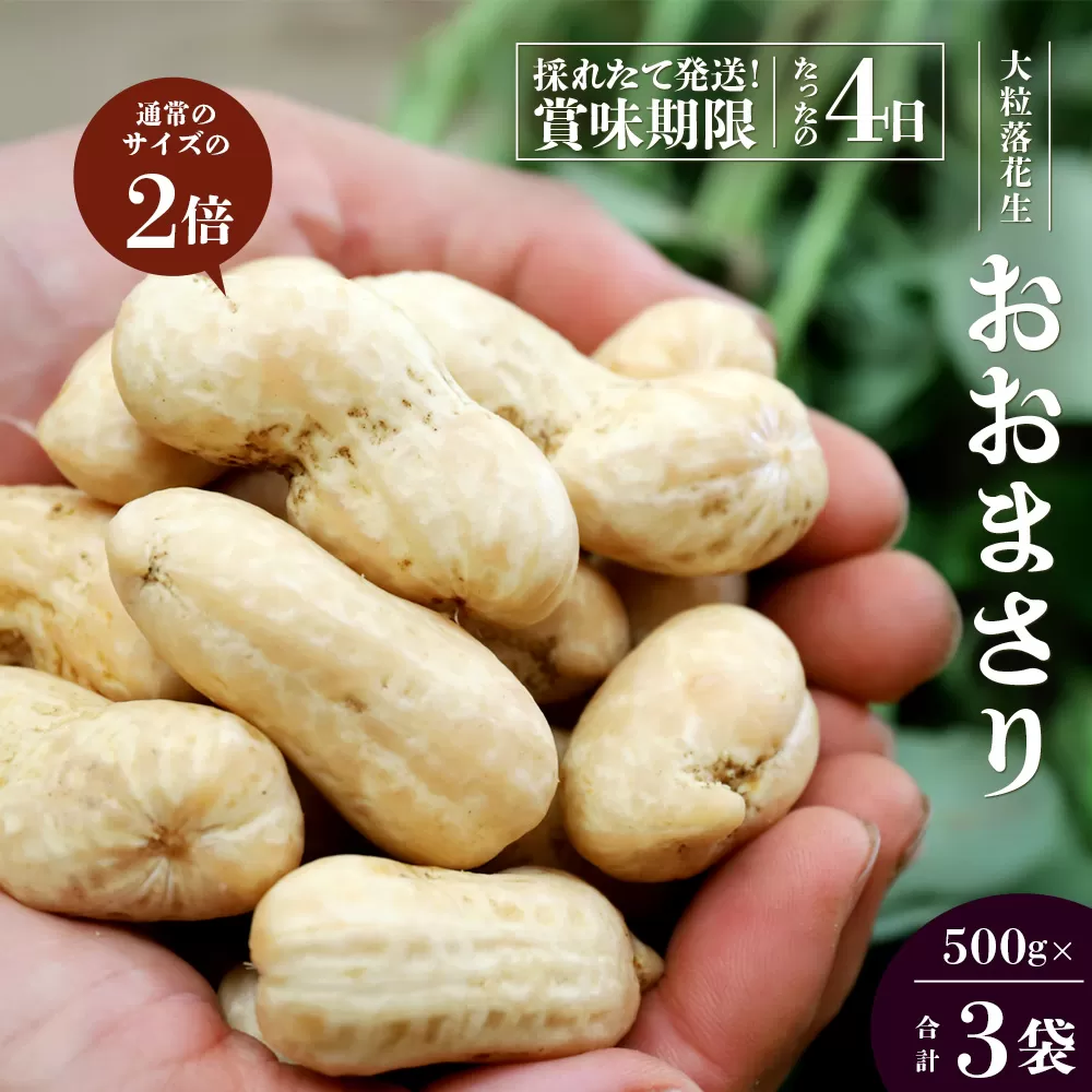 食べ応え抜群の大粒落花生「おおまさり」500g袋×３袋≪数量限定≫ 7月中旬より順次発送  FR-312｜鹿児島県産 野菜 やさい 食品 人気 おすすめ 送料無料 落花生 おおまさり 産地直送 新鮮