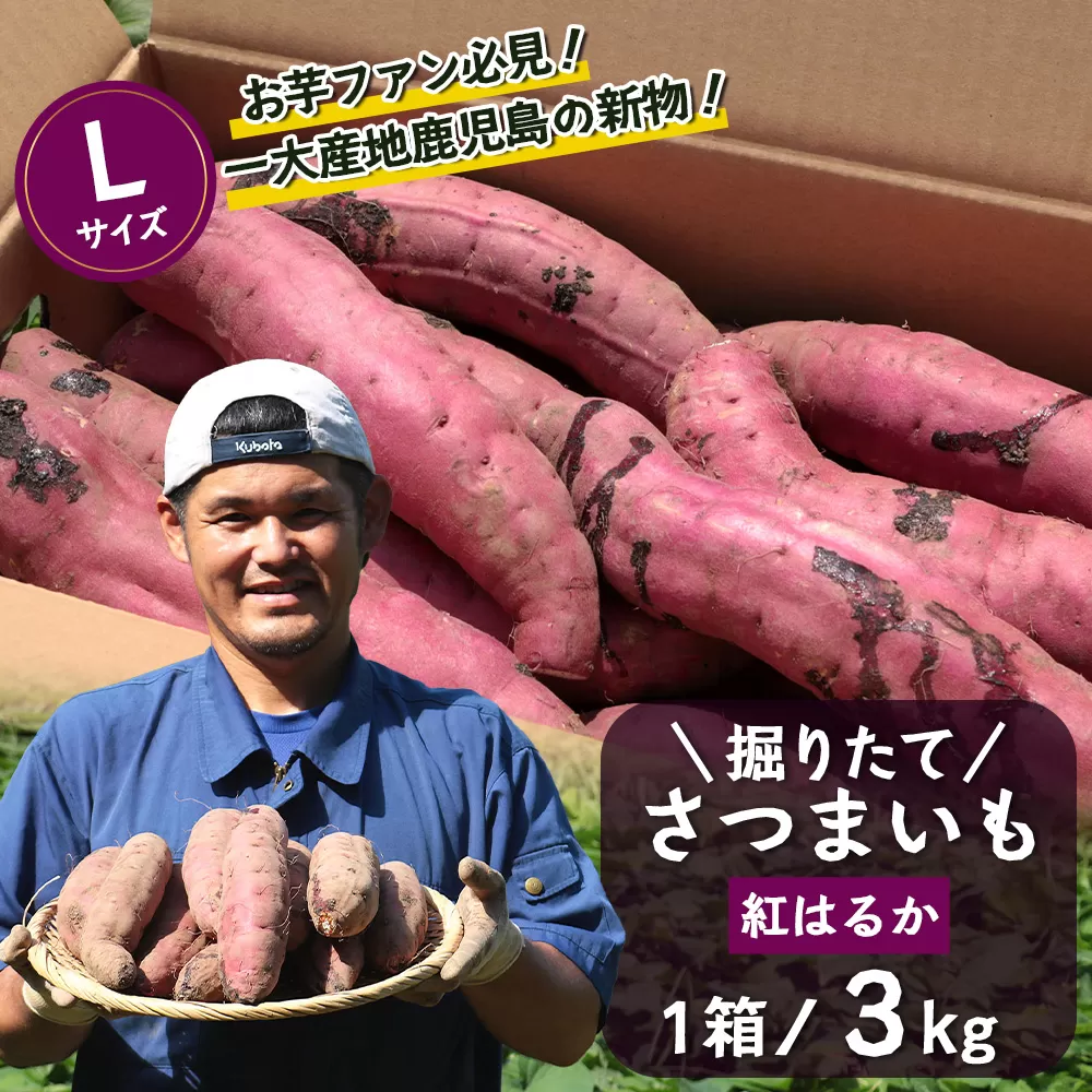 さつまいも 紅はるか 堀りたて 3kg ( 1箱 ) Lサイズ 新物 鹿児島県産【2025年9月より順次発送】(FR-215)
