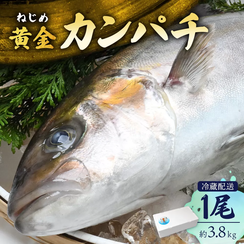 【ねじめ黄金カンパチ】１尾 約3.8kg (3.6～4.0kg)