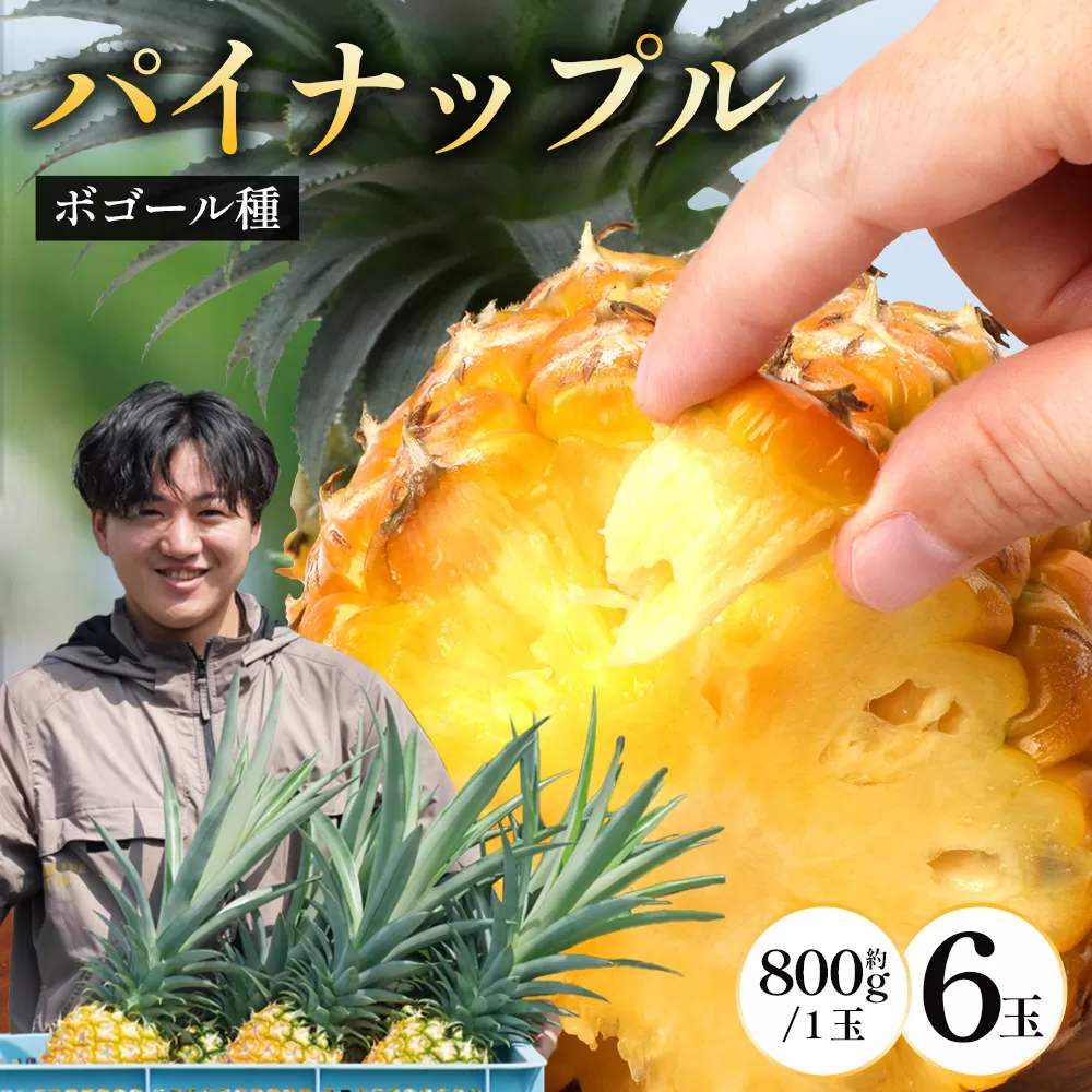 【先行受付】パイナップル/ボゴール種 (約800g×6玉) ≪2026年7月下旬以降順次発送≫ DS-1 ｜パイン パイナップル パインアップル フルーツ ボゴールパイン スナックパイン 産地直送 送料無料 鹿児島県 南大隅町 株式会社デラセーラ