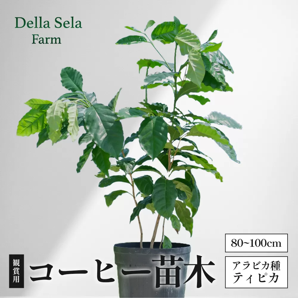 観賞用コーヒー苗木 80cm～100cm アラビカ種 ティピカ DS-2 | 苗木 植物 グリーン 観賞 珈琲豆の木 珈琲 コーヒーの木 観葉植物 鹿児島県 南大隅町 株式会社デラセーラ