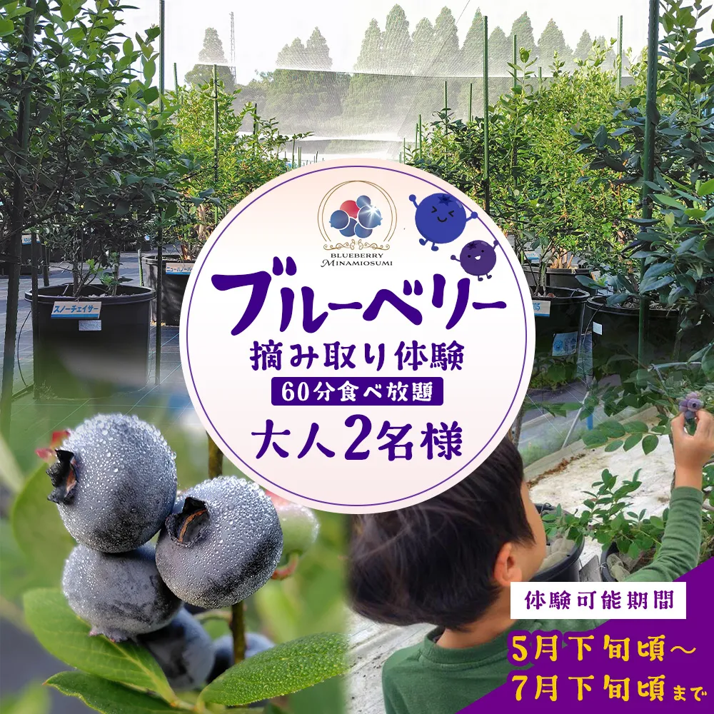 鹿児島県の南国！南大隅町の農園で、ブルーベリー摘み取り体験♪ ブルーベリー摘み取り体験チケット （60分食べ放題） ≪大人2名様分≫ BO-4｜鹿児島県 南大隅町 農園 収穫体験 果物 ブルーベリー チケット 体験 本土最南端