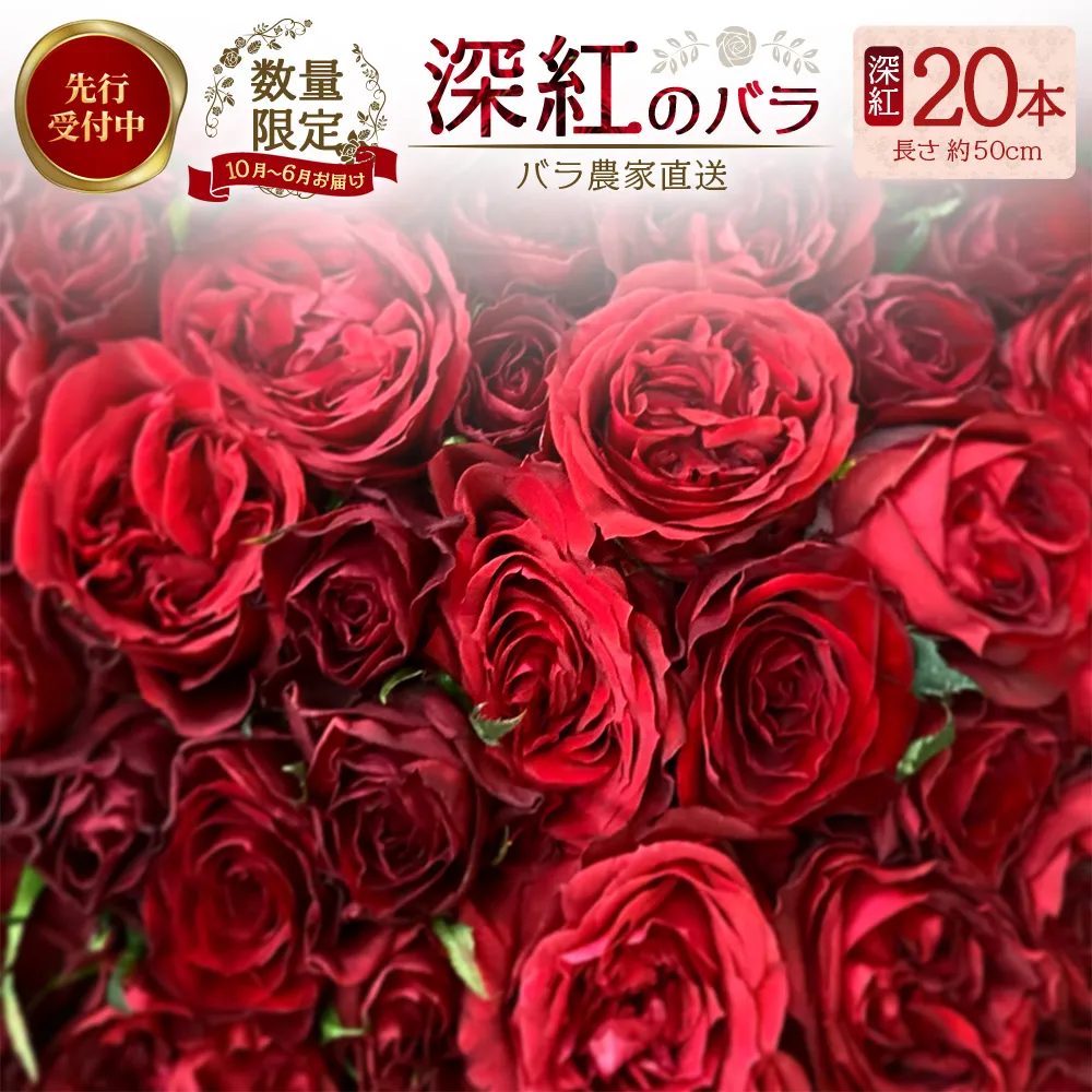 ※先行予約※【数量限定・ギフト】 ばら農家直送!深紅の薔薇20本お届け TB-17│ローズ 新鮮 バラ 花 フラワー 花束 ばら 薔薇 誕生日 記念日 結婚祝い プロポーズ ギフト プレゼント お祝い 贈り物 贈答 鹿児島県 南大隅町 富田バラ園