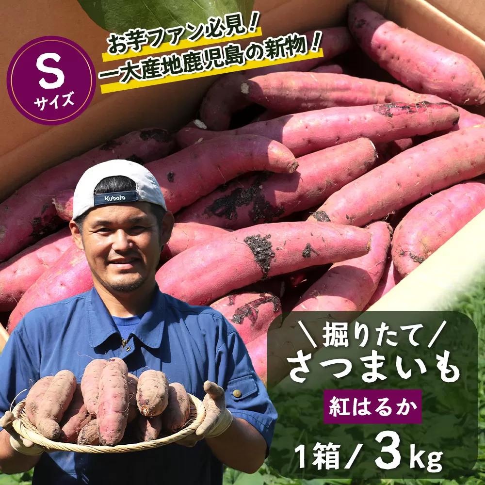 さつまいも 紅はるか 堀りたて 3kg ( 1箱 ) Sサイズ 新物 鹿児島県産【 2025年９月より順次発送】