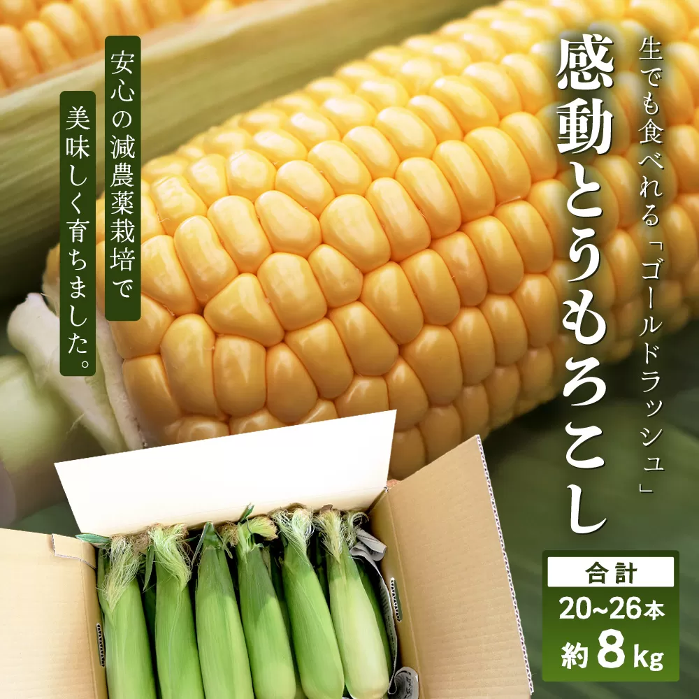 【数量限定！2026年先行予約】感動とうもろこし ( 約8kg / 20～26本 ) 鹿児島産 ゴールドラッシュ（FR-522）