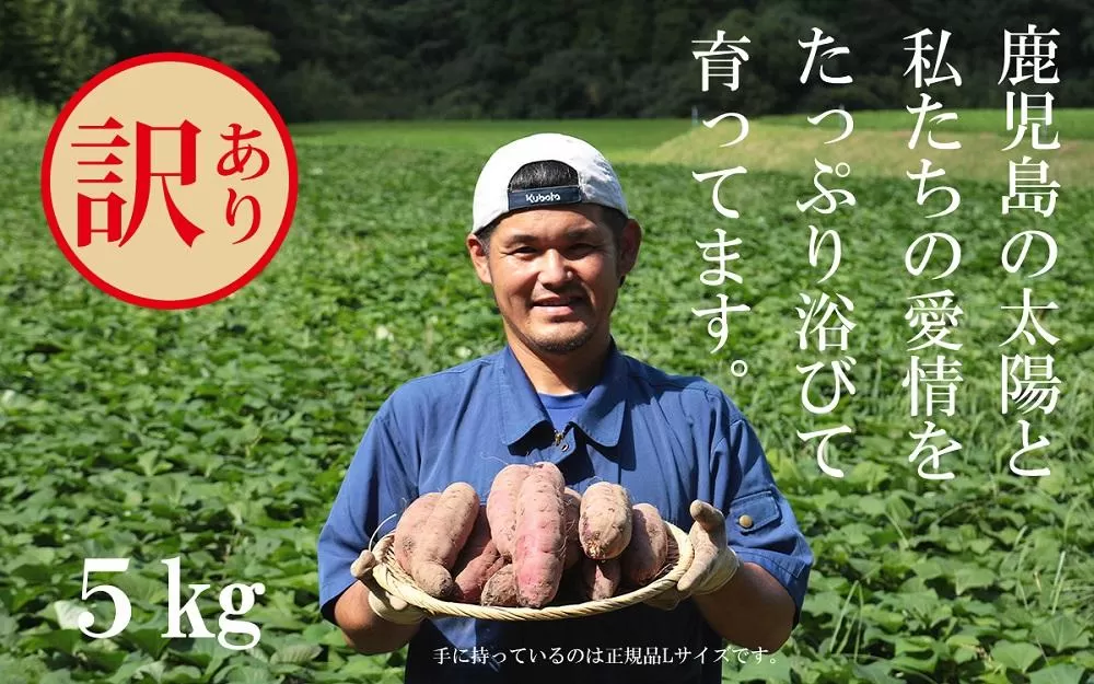 訳あり さつまいも 紅はるか 堀りたて5kg ( 1箱 ) 新物 鹿児島県産 2025年12月末までに出荷