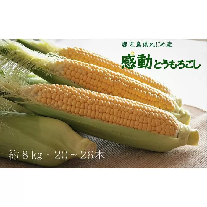感動とうもろこし ( 約8kg / 20～26本 ) 数量限定 鹿児島産 ゴールドラッシュ ★2025年5月中旬以降発送★