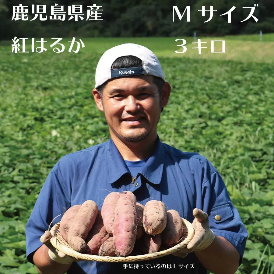 さつまいも 紅はるか 堀りたて 3kg ( 1箱 ) Mサイズ  新物 鹿児島県産 2025年12月末までに出荷