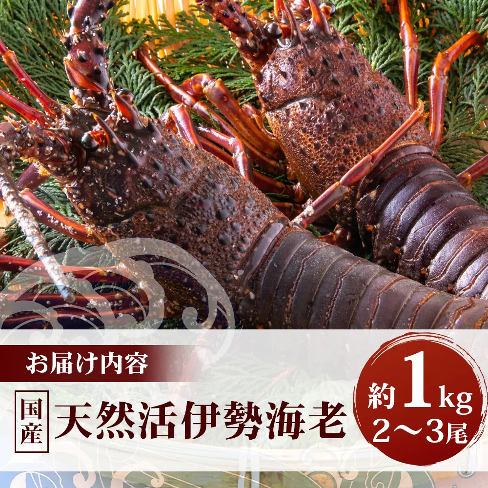 【先行予約】天然 活 伊勢海老 約1kg 2～3尾 ≪2025年11月下旬頃～2025年12月下旬頃順次発送予定≫ ｜国産 えび 活イセエビ 伊勢エビ 常温 