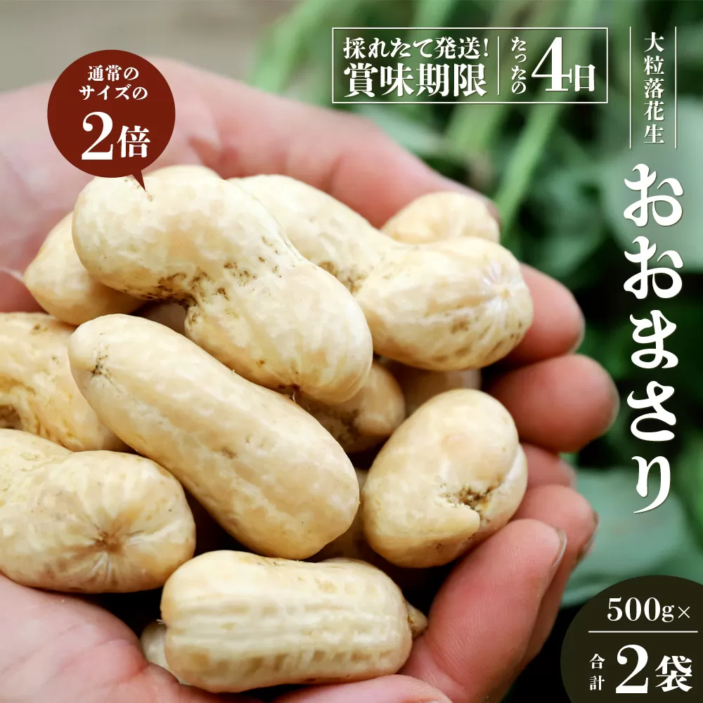 [数量限定]鹿児島県産の大粒落花生「おおまさり」500g袋×2袋