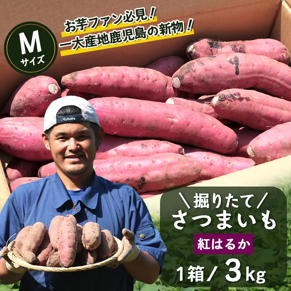 さつまいも 紅はるか 堀りたて 3kg ( 1箱 ) Mサイズ 新物 鹿児島県産[ 2025年9月より順次発送]