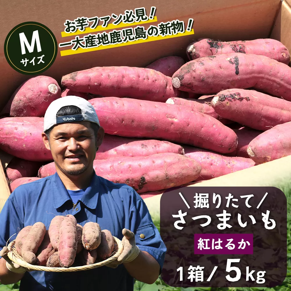 さつまいも 紅はるか 堀りたて 5kg ( 1箱 ) Mサイズ 新物 鹿児島県産【2025年9月中旬より順次発送】	(FR-204)