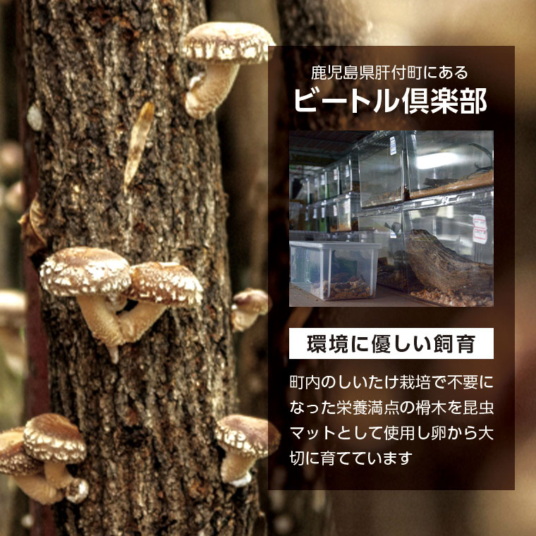 ヘラクレスオオカブト (ヘラクレスヘラクレス) 成虫ペア オス