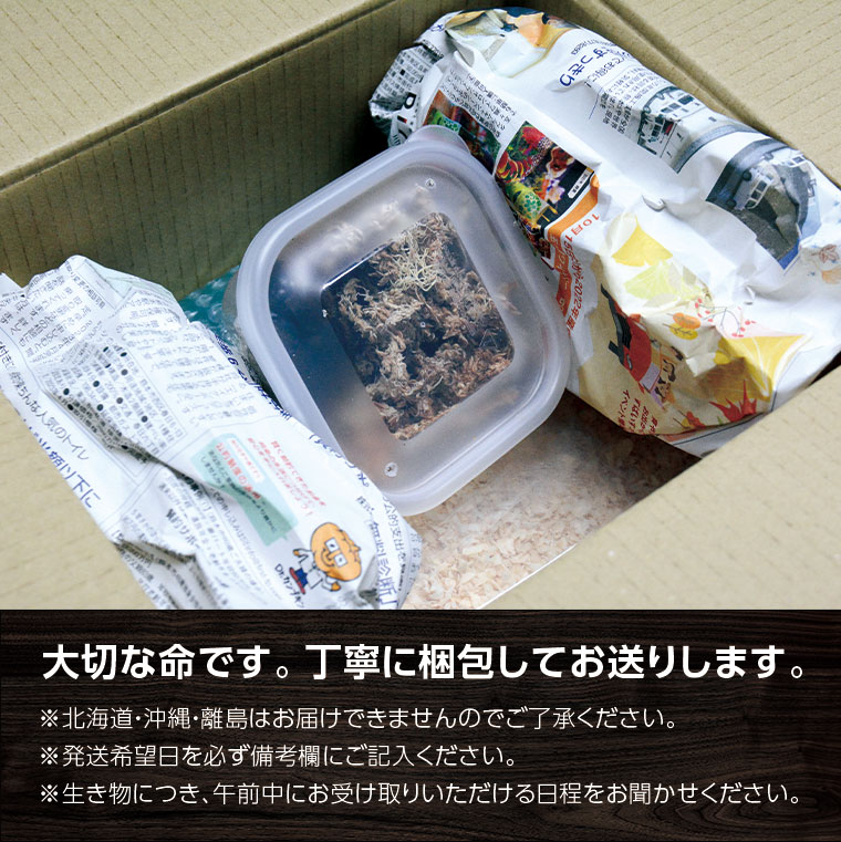 ヘラクレスオオカブト (ヘラクレスヘラクレス) 成虫ペア オス