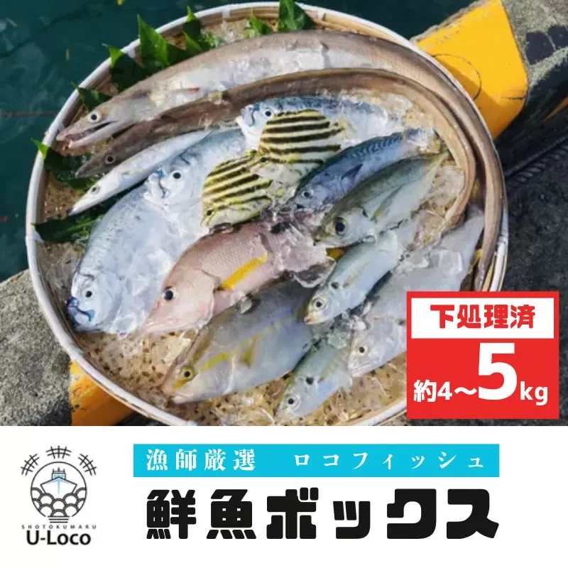 漁師厳選！ロコフィッシュ(地魚) 下処理済 鮮魚 ボックス(約4～5kg)