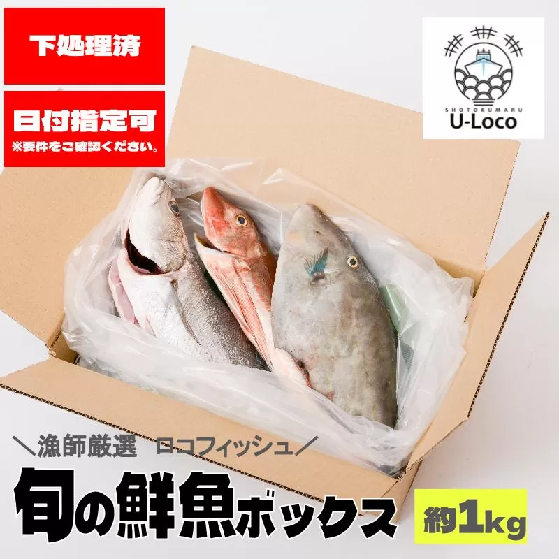 漁師厳選！ロコフィッシュ(地魚) 下処理済 鮮魚 ボックス(約1kg)