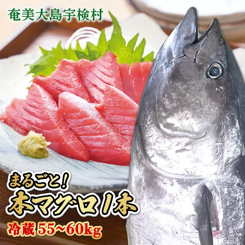 【 宇検村産 】 本マグロ 【1本 約 55 ~ 60 kg】 冷蔵 マグロ まぐろ 鮪 本鮪 本マグロ 養殖 尾なし 姿 トロ 中トロ 中とろ 大トロ 大とろ 赤身 中落とし 刺身 カマ ほぼ まるごと 海鮮 お祝い パーティー 贈答 豪華 100万 百万