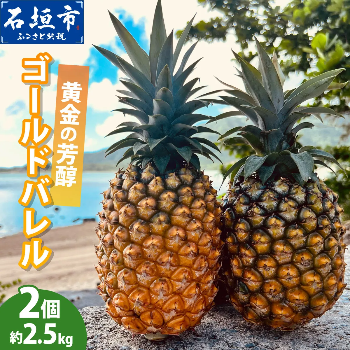 【先行予約】黄金の芳醇 ゴールドバレル 2玉 約2.5kg ＜2027年7月以降順次発送＞