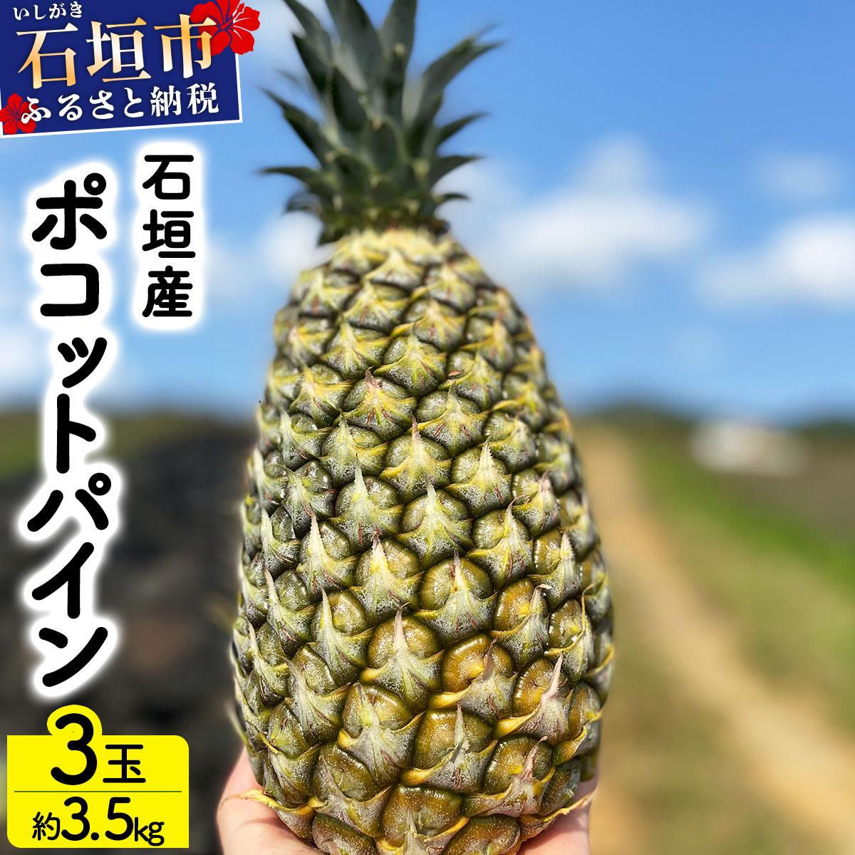 ＜先行予約＞ 農家直送！石垣島産 ポコットパイン 3個セット 約3.5kg ＜2026年3月下旬発送＞ | パイナップル パイン 沖縄県 石垣市 石垣島 南国 フルーツ 果物 季節限定 YE-002