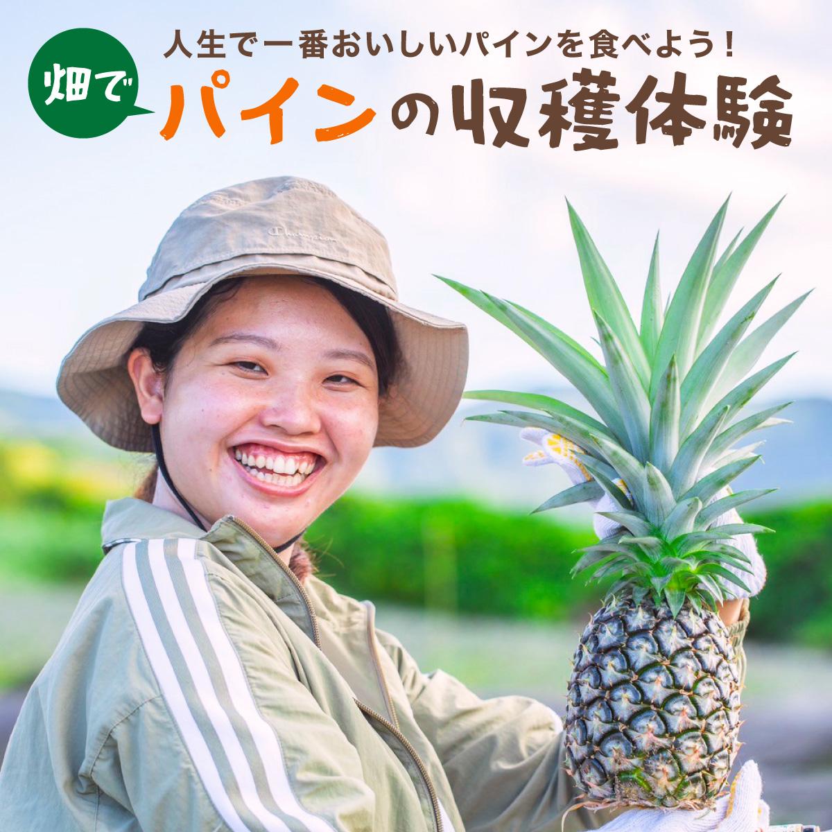 畑でパインの収穫体験 人生で一番おいしいパインを食べよう！ | 沖縄 石垣 パイナップル パイン 収穫体験