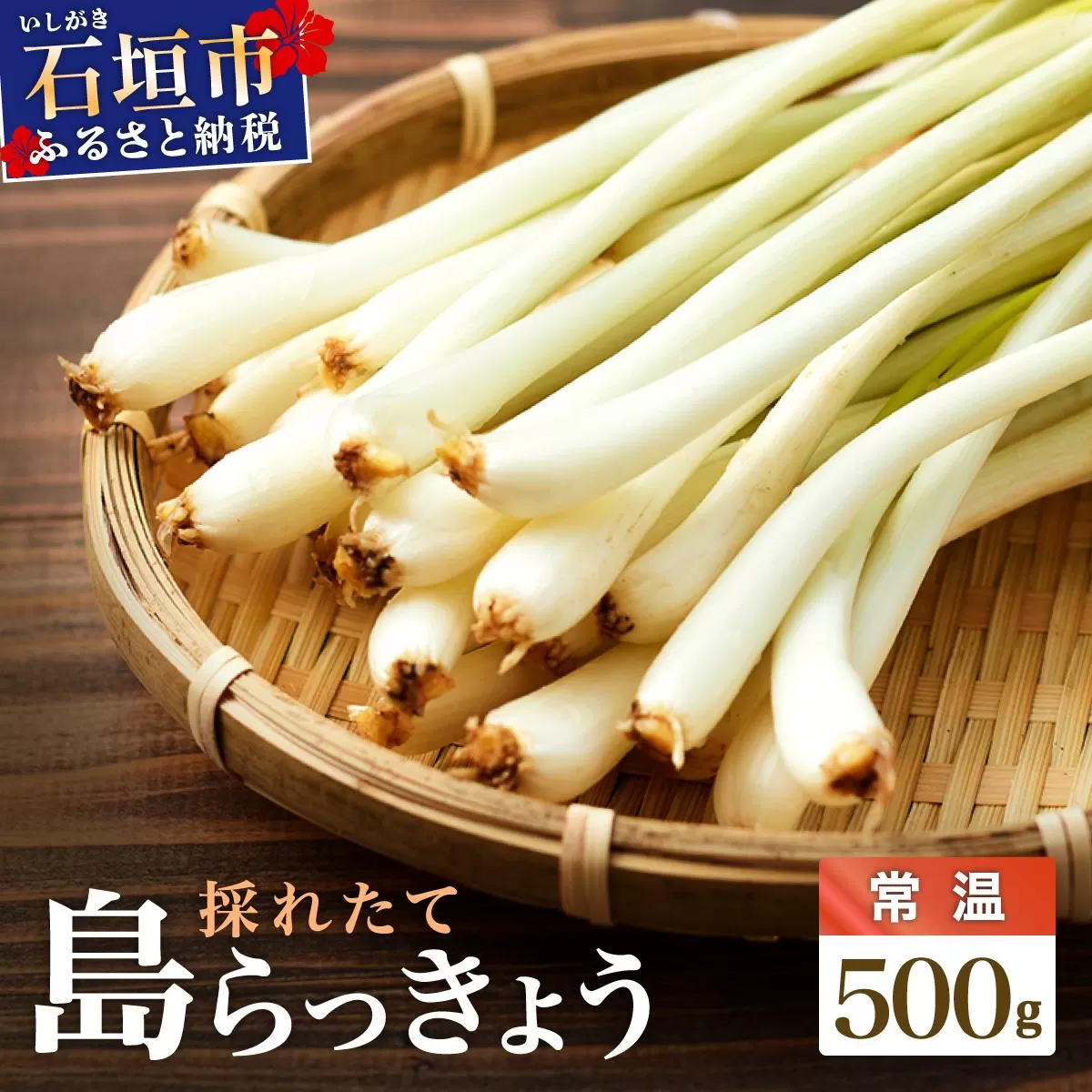 ≪2026年2月下旬～5月下旬発送≫採れたて島らっきょう 500g 【 沖縄県 石垣市 野菜 らっきょう 島らっきょう おつまみ 採れたて 料理 漬物 天ぷら おかぴ農園 産地直送 】OK-01