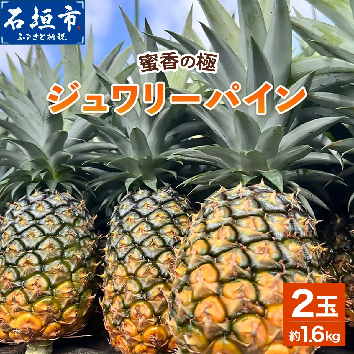 《2027年6月以降順次発送》お試し用 蜜香の極 ジュワリーパイン 2玉 約1.6kg | 沖縄県 石垣市 石垣島 完熟 パイン パイナップル ジュワリー 予約受付 TF-113