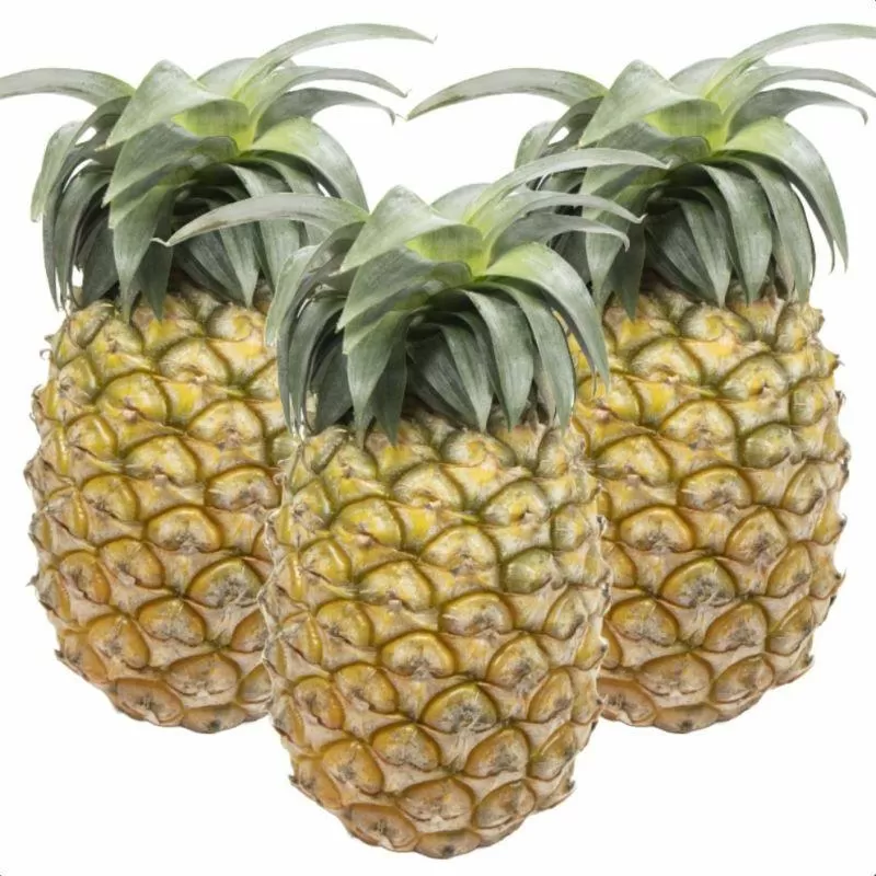 ＜先行予約＞ 石垣島産パイナップル 島パイン・ハワイ種 約2.8kg(2～4玉) | 沖縄県 石垣市 石垣島 南国 フルーツ 果物 季節限定 パイン