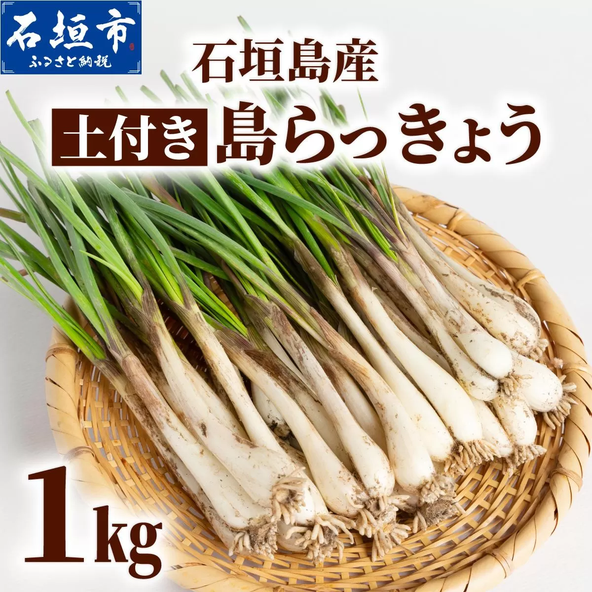 石垣島産 土付き 島らっきょう 1kg (石垣市島らっきょうの会 協同出荷) | 沖縄県 石垣市  沖縄県産 らっきょう 土付き 新鮮 鮮度 沖縄グルメ お取り寄せ おつまみ