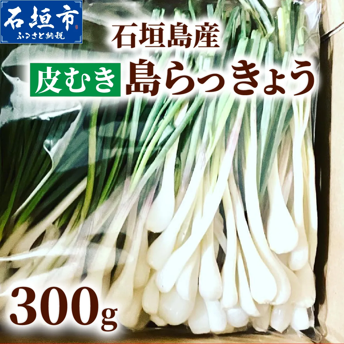 石垣島産 皮むき島らっきょう(下処理済み) 300g（石垣市島らっきょうの会 協同出荷） | 沖縄県 石垣市  沖縄県産 らっきょう 土付き 新鮮 鮮度 沖縄グルメ お取り寄せ おつまみ