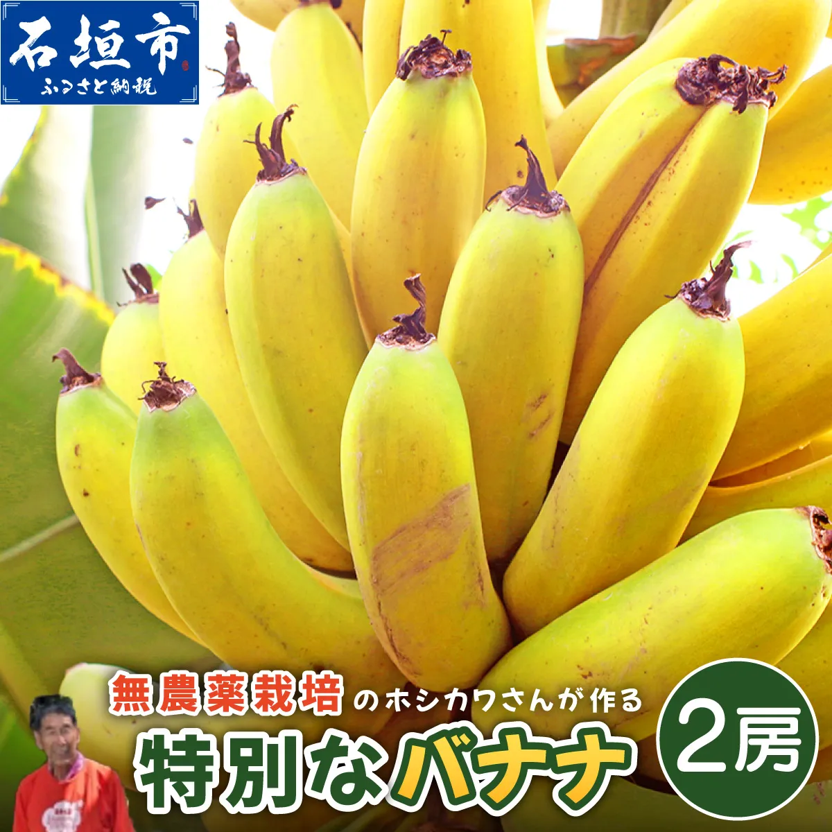 希少！無農薬栽培の千川さんが作る特別なバナナ2房【沖縄県 石垣島 石垣島産 バナナ ばなな 農薬不使用 化学肥料不使用 無農薬 東大 干川】OI-017