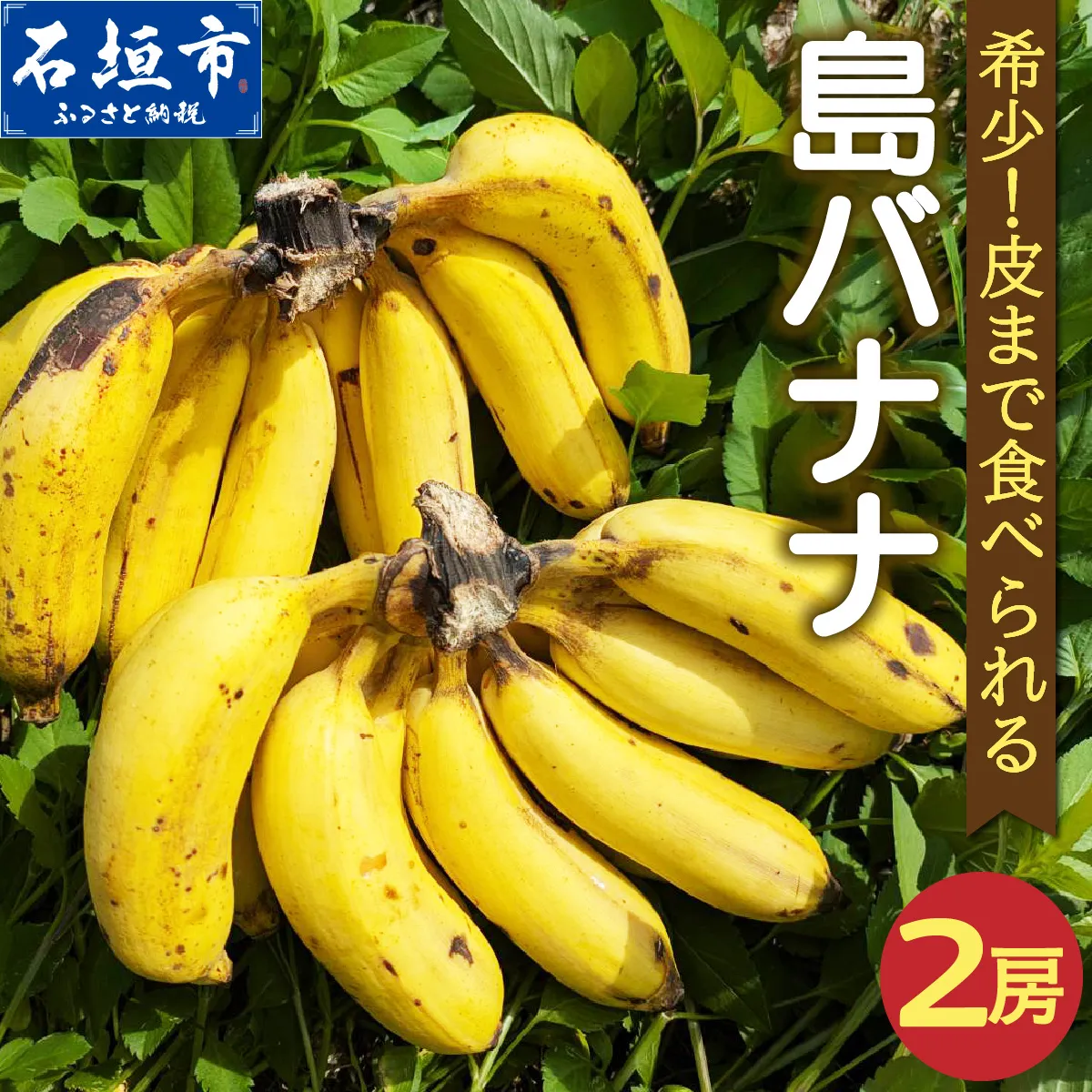 希少！皮まで食べられる特別な石垣島産 島バナナ 2房 | ふるさと納税 沖縄県石垣市 沖縄 石垣市 石垣島 希少 無農薬 バナナ ばなな 離島のいいもの 沖縄いいもの石垣島 OI-027
