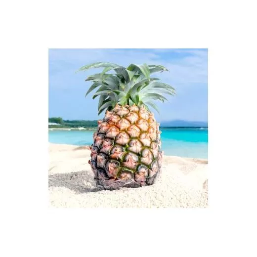 ＜先行予約＞石垣島産 中玉ピーチパイン 6玉 約4.8kg ＜2026年5月以降発送＞【 沖縄県石垣市 石垣島 フルーツ 果物 パイン 産地直送 】SI-119