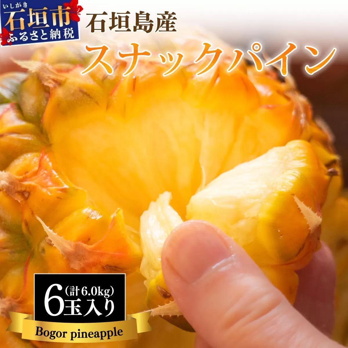 【先行予約】石垣島産 中玉スナックパイン（ボゴール）6玉 約6kg 《2026年5月以降発送》SI-112