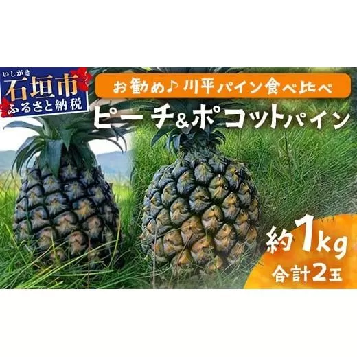 【先行予約】ピーチ＆ポコットパイン食べ比べ 1ｋｇ（計２玉）お勧め♪川平パイン《2026年5月～10月頃順次発送》KN-5