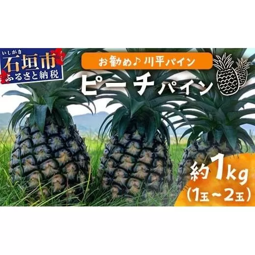 【先行予約】ピーチパイン1ｋｇ（1～2玉）お勧め♪川平パイン《2026年5月～11月頃順次発送》KN-4