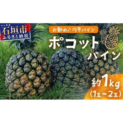 【先行予約】ポコットパイン1kg(1~2玉)お勧め♪川平パイン《2026年5月~10月頃順次発送》KN-3