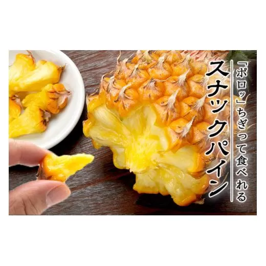 <先行予約> 農家直送!石垣島産 スナックパイン 3玉入 約1.8kg (1.6~2.0kg) <2026年5月中旬から発送> | 沖縄県 石垣島 石垣市 スナックパイン ポコットパイン ボゴールパイン パインアップル 農家 直送