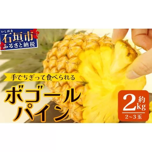 【先行予約】《2026年4月下旬より順次発送》石垣島産 ボゴールパイン 2～3玉セット 約2㎏【産地直送 石垣島産 石垣 完熟 パイン パイナップル スナックパイン ボゴール 】TD-2