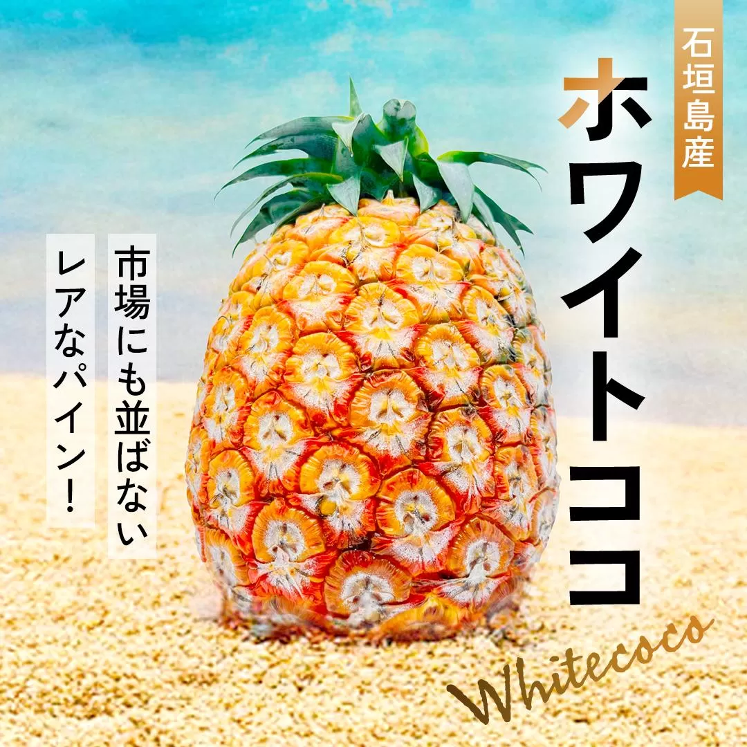 ＜先行予約＞ ホワイトココ パイン 2～3玉 計2～3kg ＜6月中旬より順次発送＞【 産地直送 沖縄 石垣 フルーツ パイナップル パイン ホワイトココ 】 SI-50