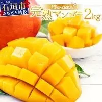 【2026年6月末から順次発送】2L～3L マンゴー3～6玉（約2kg） 【 産地直送 旬 フルーツ 新鮮 完熟 マンゴー 石垣 沖縄 】KP-25