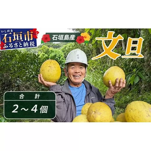文旦（２～４個）農薬を使わず、森のような畑で栽培する特別な果物 ＜2025年11月～2026年3月順次発送＞【 沖縄 石垣島 石垣島産 フルーツ 果物 農薬不使用 離島のいいもの 沖縄いいもの石垣島 】OI-19