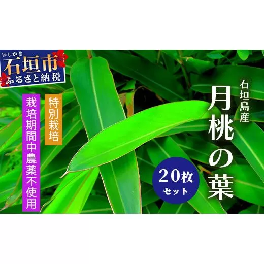 自然栽培の「月桃の葉20枚」セット（特別栽培、栽培期間中農薬不使用）【 沖縄県 石垣島産 月桃 葉 鑑賞 化学肥料不使用 】OI-15