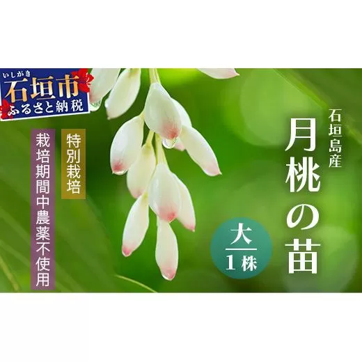 「月桃の苗」大1株（特別栽培、栽培期間中農薬不使用）【 沖縄県 石垣市 月桃 化学肥料不使用 苗 】OI-14