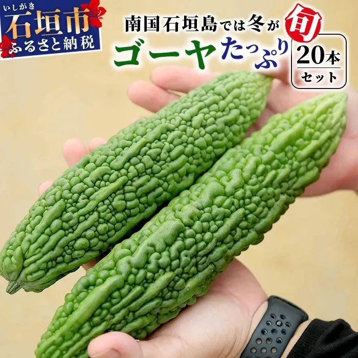 【予約受付】南国石垣島では冬が旬！朝採れ「ゴーヤ」たっぷり20本セット！減農薬！最優秀賞受賞の農家から！2027年1月～2027年4月まで順次発送予定 【 沖縄県石垣市 石垣島産 フレッシュ ゴーヤ 減農薬 特別栽培 野菜 採れたて 離島のいいもの 沖縄いいもの石垣島 】OI-11