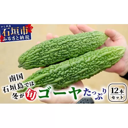 南国石垣島では冬が旬！朝採れ「ゴーヤ」大12本セット！減農薬！最優秀賞受賞の農家から！2026年1月上旬～2026年2月中旬頃まで順次発送【 沖縄県石垣市 石垣島産 フレッシュ ゴーヤ 減農薬 特別栽培 野菜 採れたて 離島のいいもの 沖縄いいもの石垣島 】OI-10