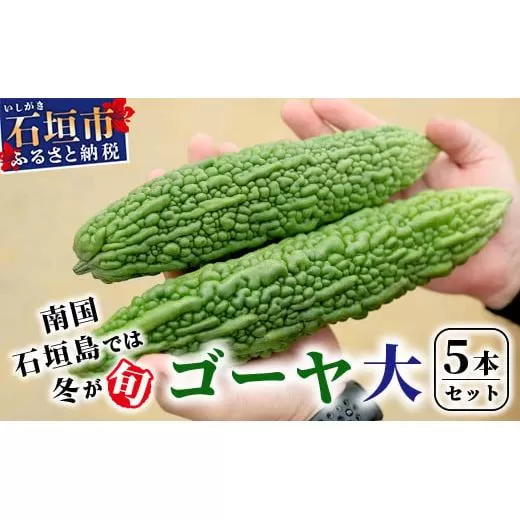南国石垣島では冬が旬！朝採れ「ゴーヤ」大5本セット！減農薬！最優秀賞受賞の農家から！2026年1月上旬～2026年2月中旬頃まで順次発送【 沖縄 石垣 石垣島 石垣島産 フレッシュ ゴーヤ 減農薬 特別栽培 野菜 採れたて 産地直送 離島のいいもの 沖縄いいもの石垣島 】OI-9