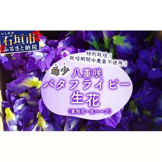 希少！採れたて新鮮！八重咲バタフライピーの生花（食用花、生ハーブ）特別栽培、栽培期間中農薬不使用 ３月～順次発送【 沖縄県 石垣市 沖縄 石垣 石垣島 花 生花 ハーブ 離島のいいもの 沖縄いいもの石垣島 】OI-8